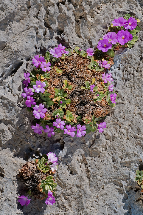 Primula allionii, di Allioni, primula rara, fiori di montagna